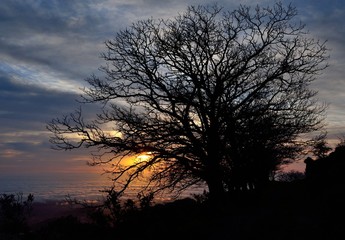 Fototapeta premium Silhouettes of trees at sunrise with intense cloudy sky background, early spring