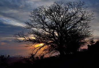 Silhouettes of trees at sunrise with intense cloudy sky background, early spring