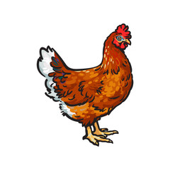 vector cartoon hand drawn sketch chicken. Isolated illustration on a white background. Farm poultry rooster