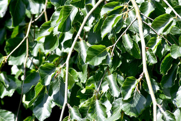 arbre