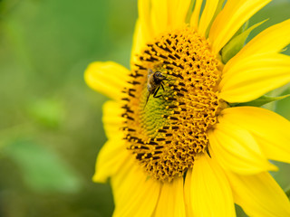 Sunflower with a bee on it