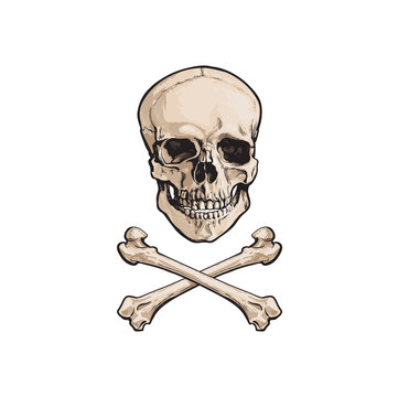 vector cartoon skull and cross bones isolated illustration on a white background. Jolly roger flag, pirates adventure , treasure risk and death symbol