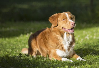 Nova Scotia duck tolling retriver portrait outdoors.