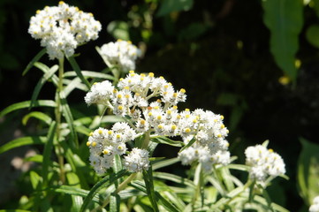 Anaphalis margaritacea or western pearly everlasting or pearly everlasting many white flowers