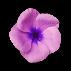 Pink flower on isolated black background with clipping path.  Closeup. Beautiful pink-blue flower Violets for design.  Nature. .