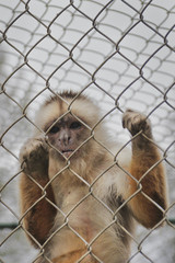 Mono Capuchino - Sapajus Apella