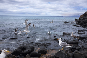 Wild gulls on rocks