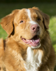 Dog's nose. Closeup shot of of pink nose of Nova Scotia duck tolling retriever. The breed is also known as the toller. 