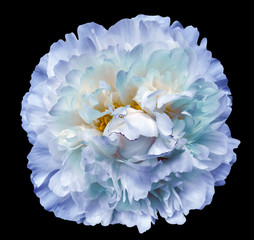 Peony flower blue-white-turquoise  on the black isolated background with clipping path. Nature....