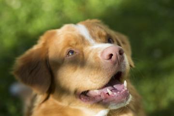 Dog's nose. Closeup shot of of pink nose of Nova Scotia duck tolling retriever. The breed is also known as the toller. 