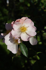 Rosa rubiginosa or sweet briar or eglantine rose with green
