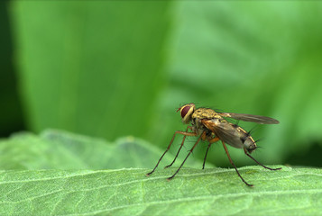 The long-legged fly