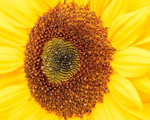 Obraz premium Sunflower closeup