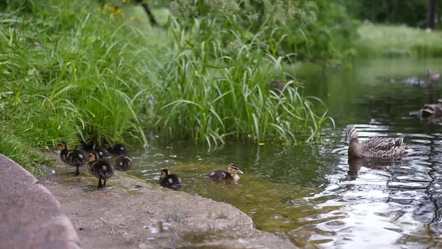 Ducklings and ducks swim in a clean pond near the shore. slow motion. 1920x1080. full hd