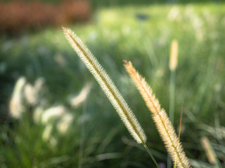 Feather pennisetum, Mission grass flower in garden.