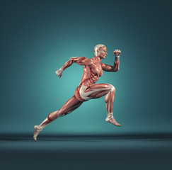 Fototapeta na wymiar Male muscular system running