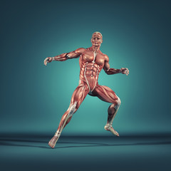 The muscular system