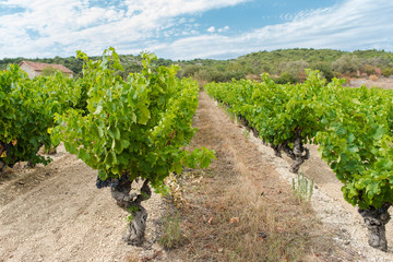 Fototapeta na wymiar Vineyards in Burgundy, ripe grape in summer