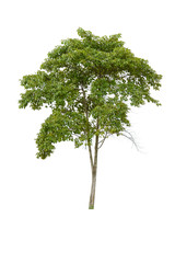 Fototapeta premium isolated tree on white background