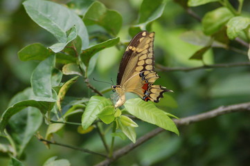 Thaos Swallowtail laying eggs