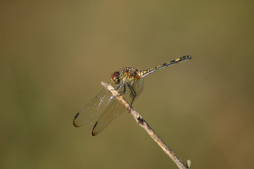 Dragonfly_005