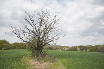Dead tree in the middle of the field in spring with overcast sky