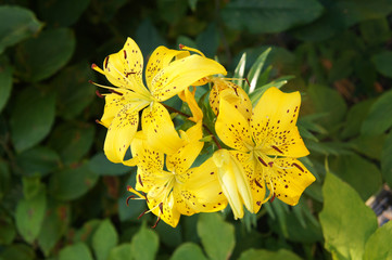 Lilium Pearl Jennifer yellow flowers
