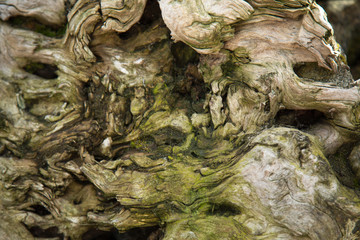 Nature timber green brown background moss close up 