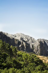 Landscape of trees with mountain in the background and blue sky