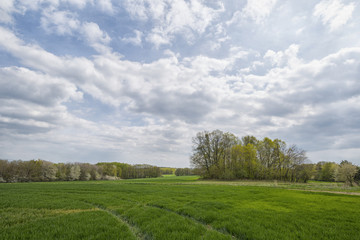 Blue sky in the spring in the field with trees