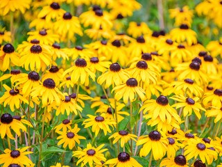 Black-Eyed Susan Flowers (Rudbeckia)