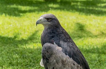 Águila real