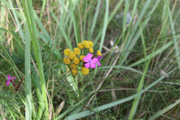 Kwiaty polne © Iwona