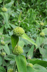 abgeblühte Phlomis russeliana