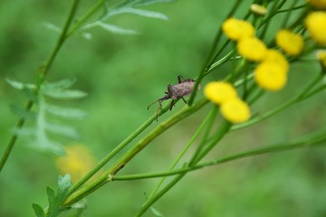 Insekty na kwiatach polnych