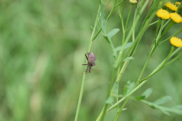 Insekty na kwiatach polnych