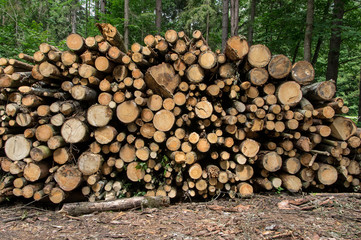 A background of a stack of logs in the forest.