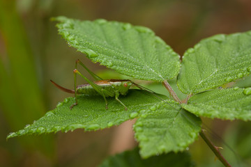 Pasikonik zielony, Tettigonia viridissima