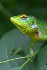 Green Garden Lizard