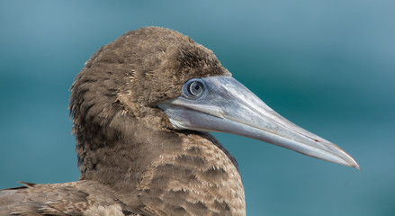 Brown Booby