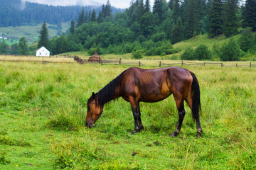 A horse grazing on a meadow. Rough rustic rural buildings and houses, green grass and forest. Carpathians, Ukraine.