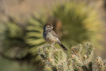 Cactus Wren