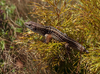 Crimea eyes of the traveler.
