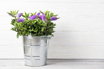 Bucket with fresh beautiful purple Hebe flowers on a wooden background with copy space