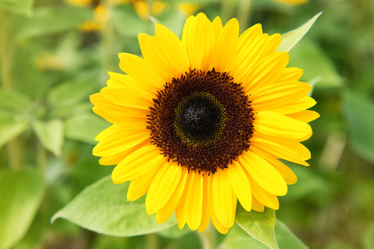 Beautiful sunflower in the garden on green background