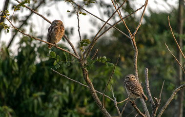 Owls' Gaze
