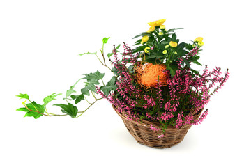 flower pot of heather with mini pumpkins on isolated white background. Halloween.