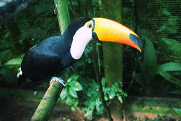 Fototapeta premium Colorful tucan in the aviary