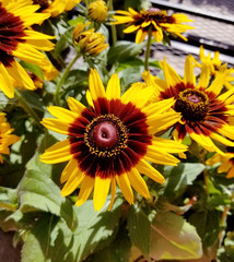 Obraz premium Close up of a Denver Daisy