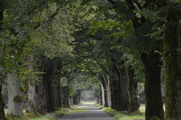 Allee , Lindenallee